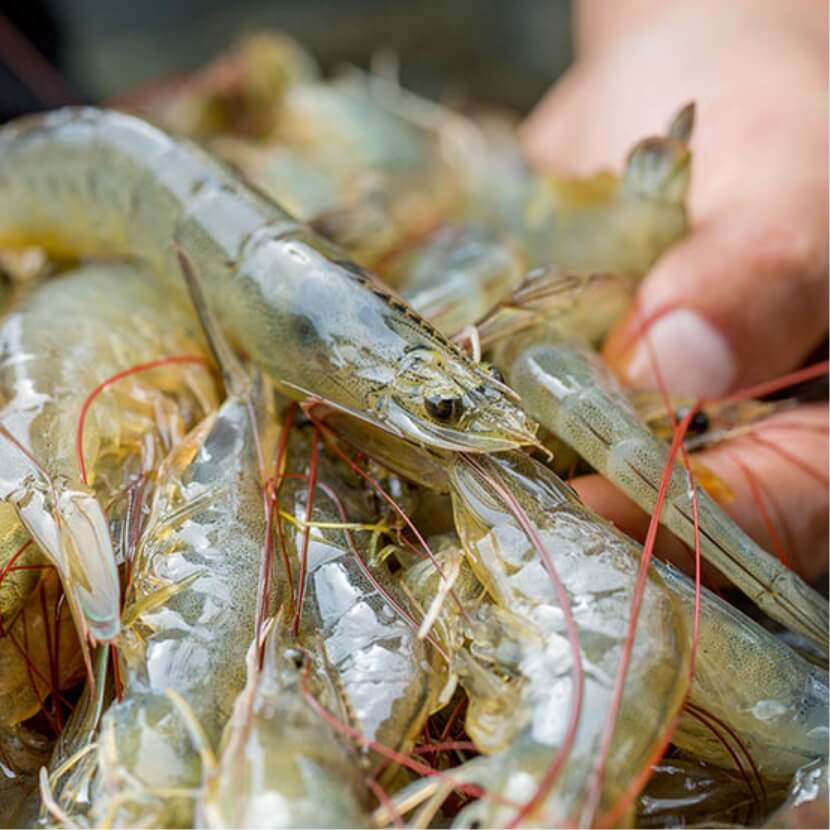 養殖ビジネスについて